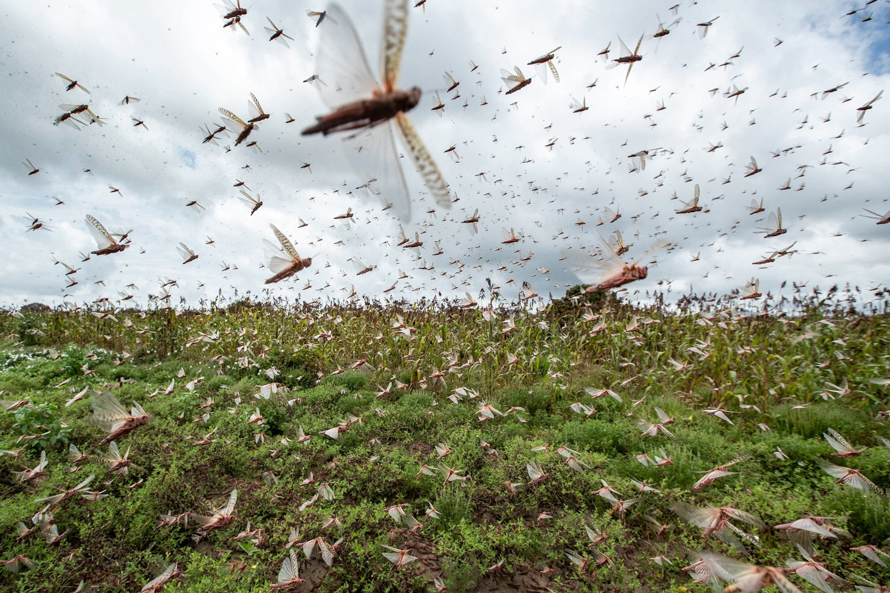 01-locust-swarm-ap_20024491002008.png