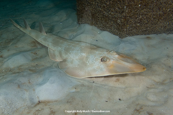 Atlantic Guitarfish.jpg