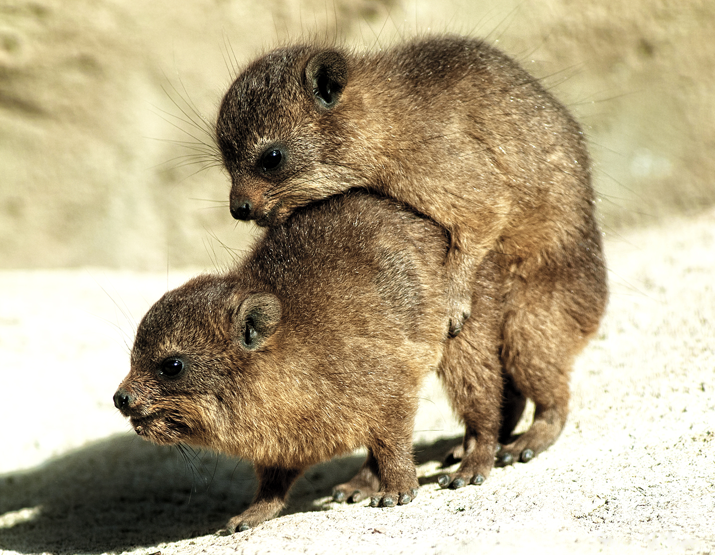 Baby_Rock_Hyrax_at_play_(35310038570).jpg