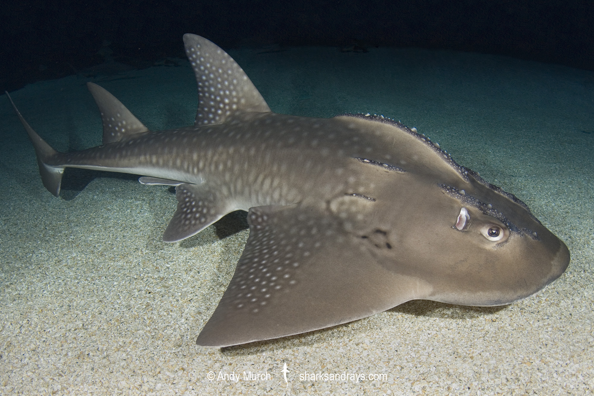 Bowmouth Guitarfish.jpg