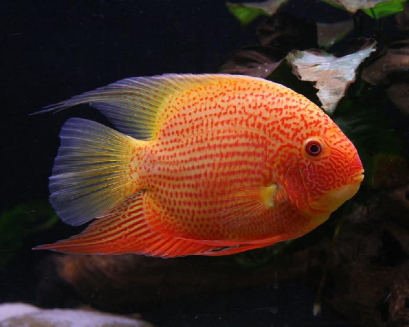 cichlasoma-severum-1495167130.jpg