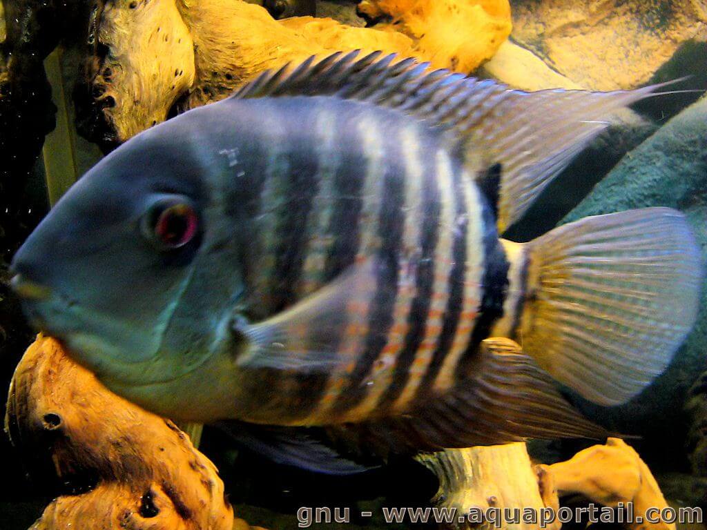 cichlasoma-severum-male-adulte-158561792.jpg