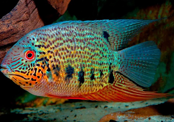 cihlazoma_severum3-1836508211.jpg