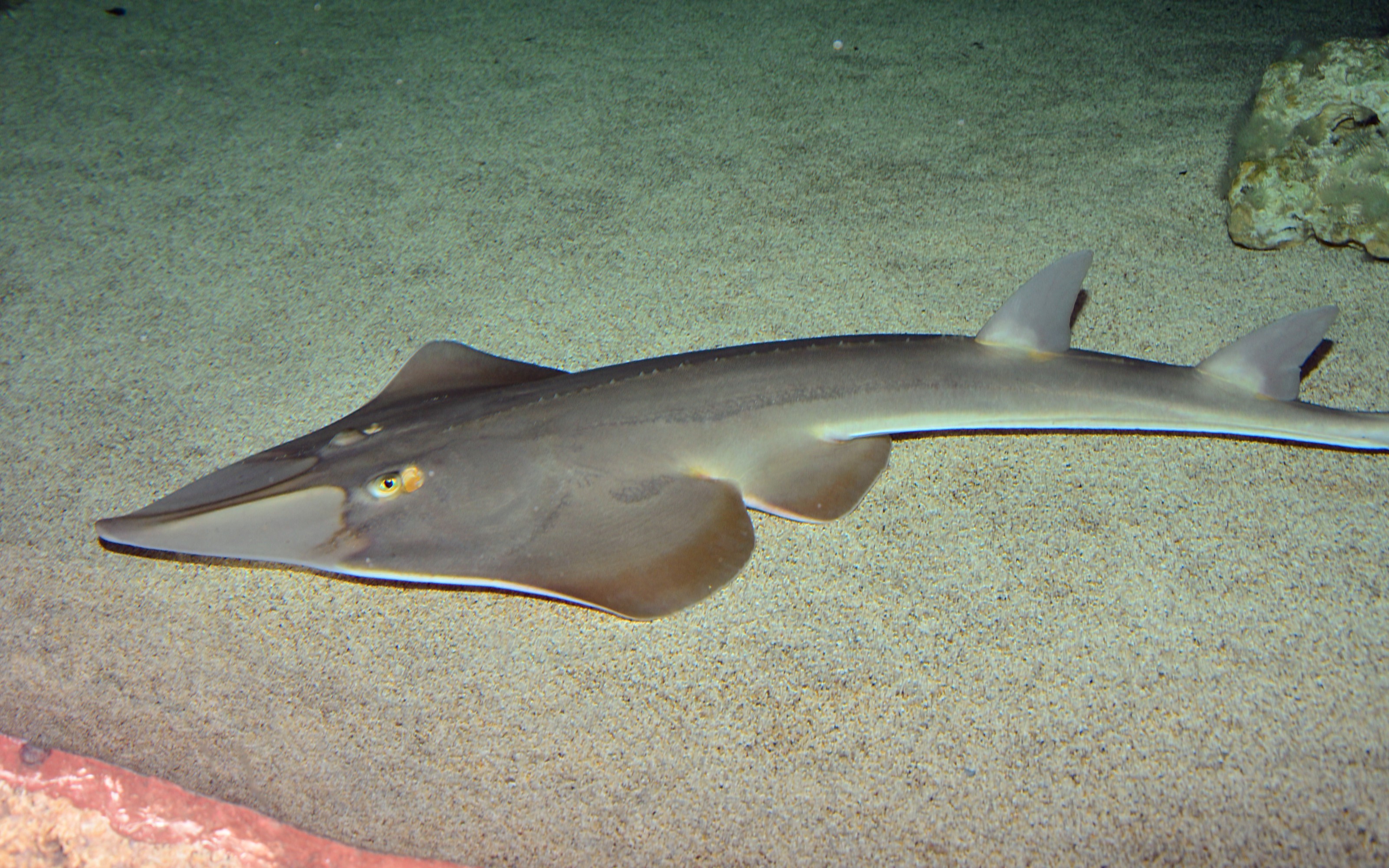 Common guitarfish.jpg