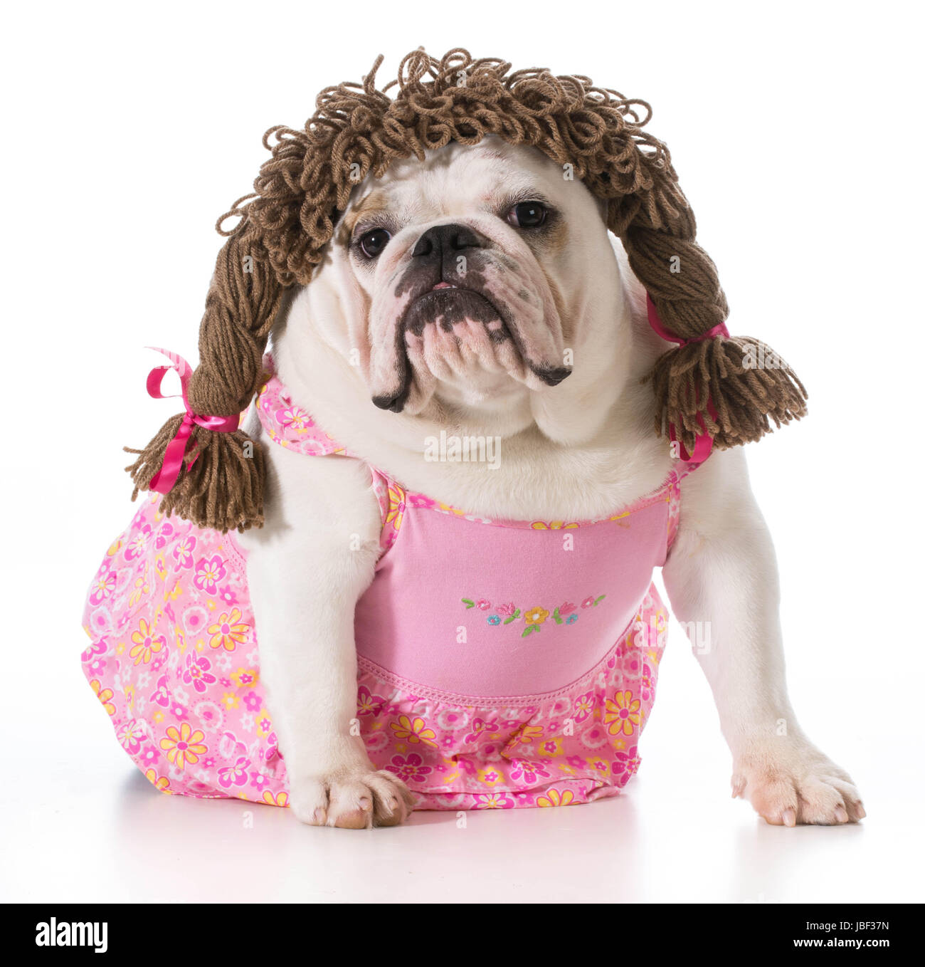 female-dog-english-bulldog-wearing-pink-dress-and-pigtail-wig-isolated-JBF37N.jpg