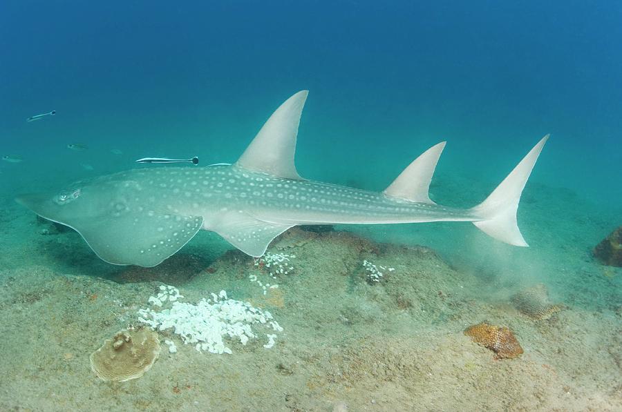 Giant guitarfish.jpg