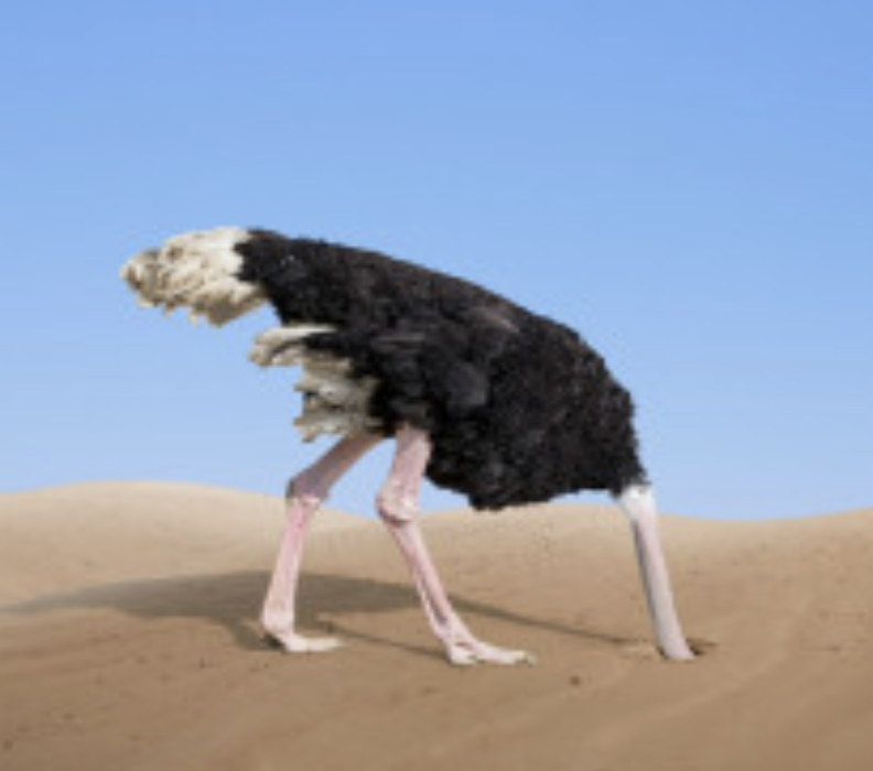 ostrich.png