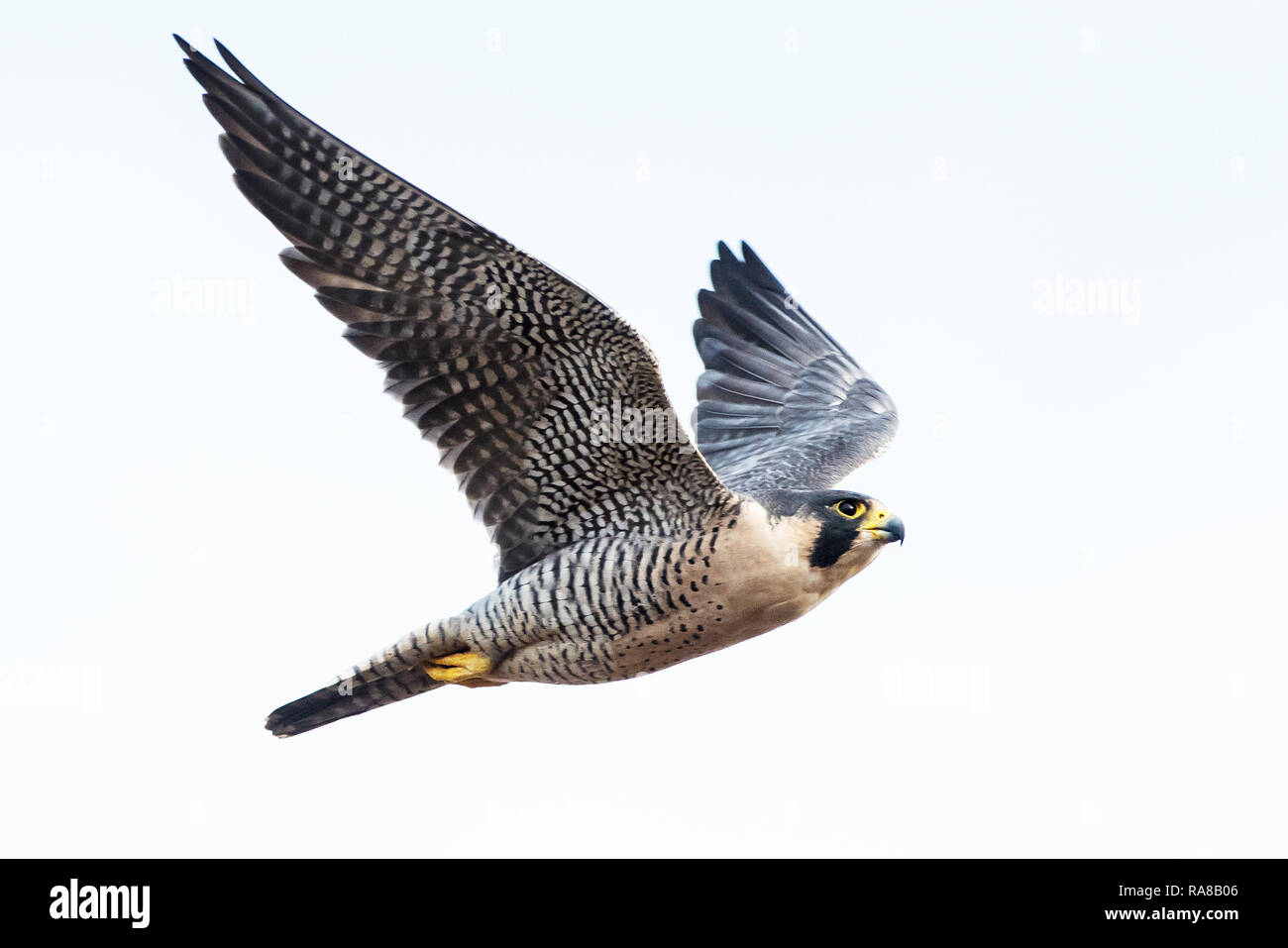 peregrine-falcon-in-flight-RA8B06.jpg