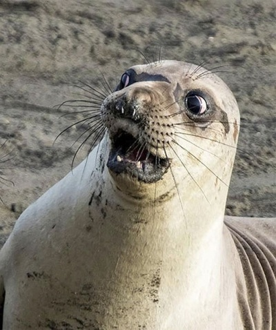 plx-sea-lion.png