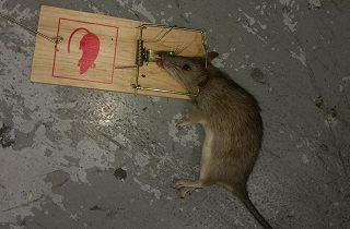 rat-on-a-trap.jpg