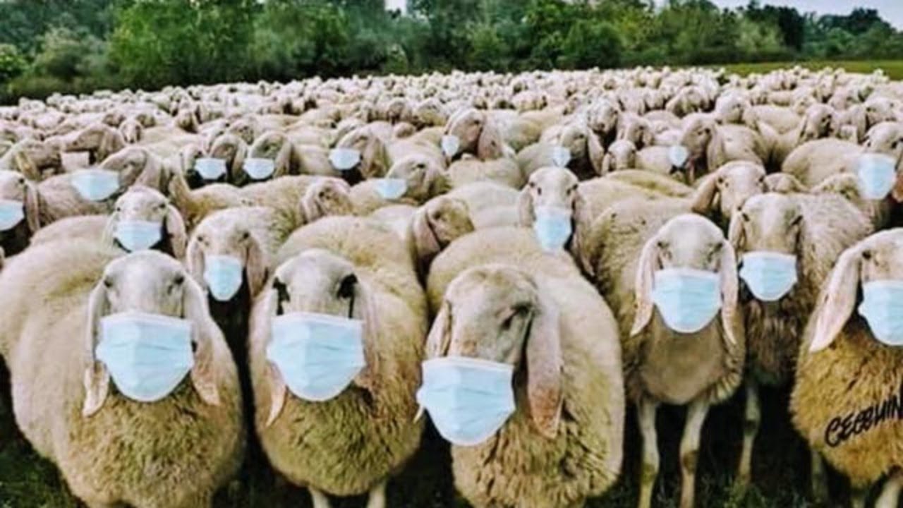 Sheeple Masks.jpg