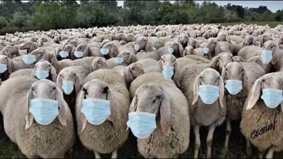 sheeple-masks.jpg