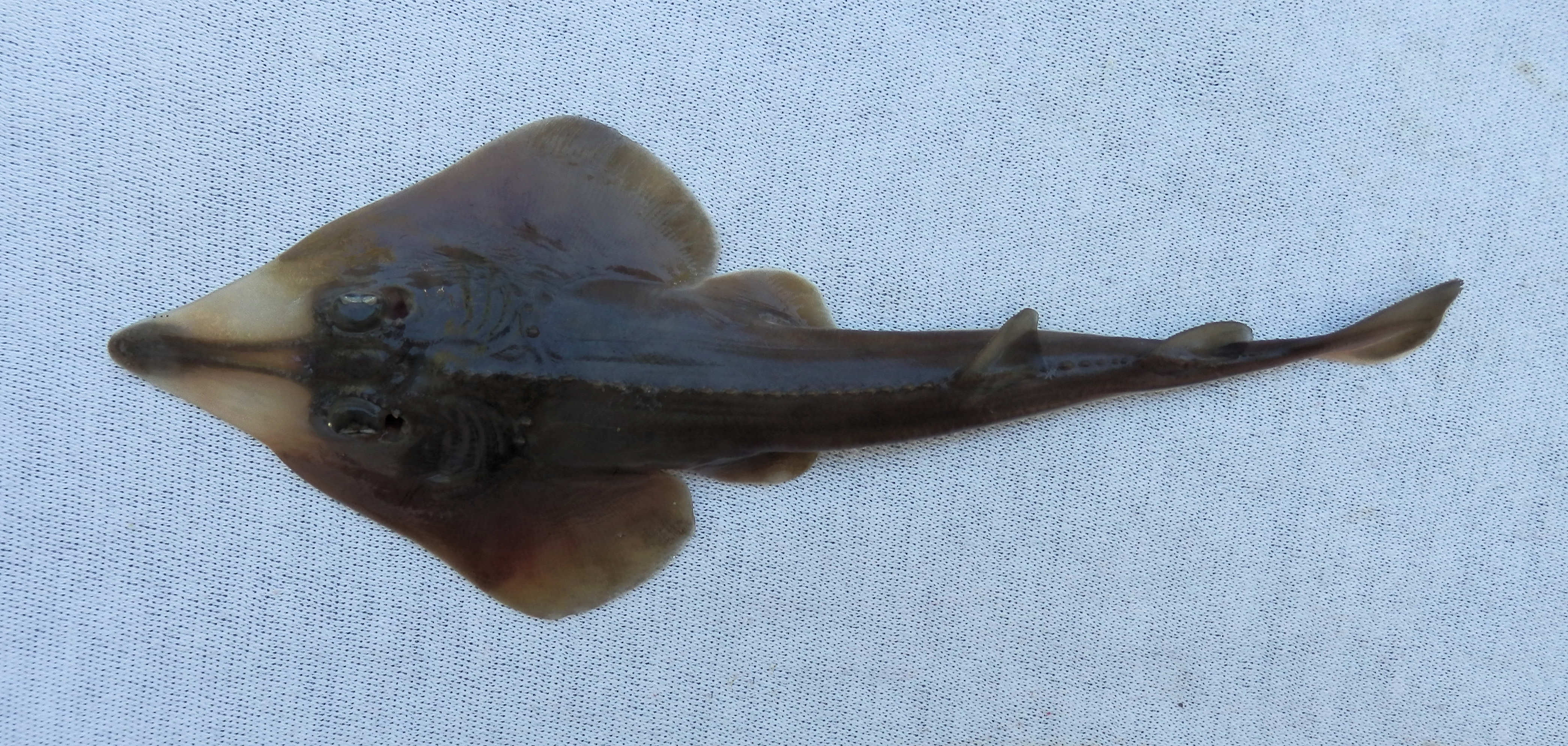 Whitesnout Guitarfish.jpg