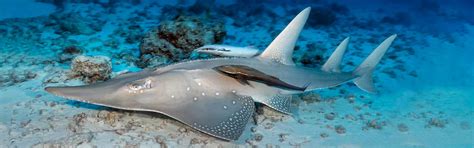 Whitespotted Guitarfish.jpeg