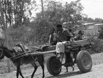 54425-Donkey-Cart-0.jpg